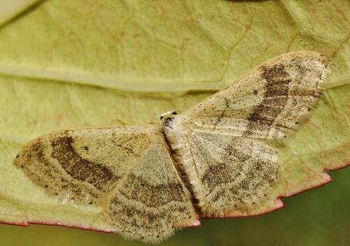 Réf. 336 803 : Idaea aversata
